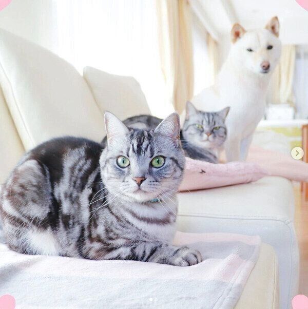 カメラ目線をキメるあずきちゃん、むぎちゃん、あんずちゃん