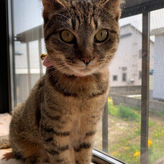 キジトラのあんずちゃん