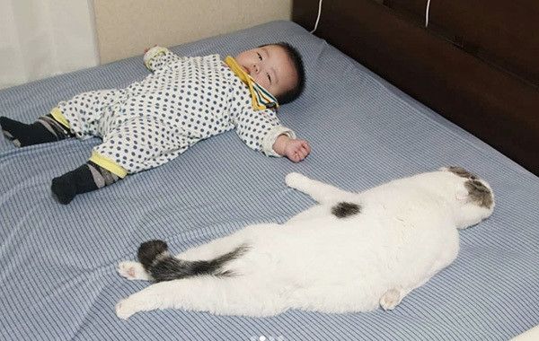 眠るスコティッシュフォールド