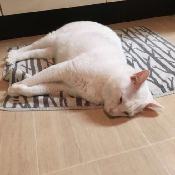 飼い主さんのお風呂上がりを待つ猫