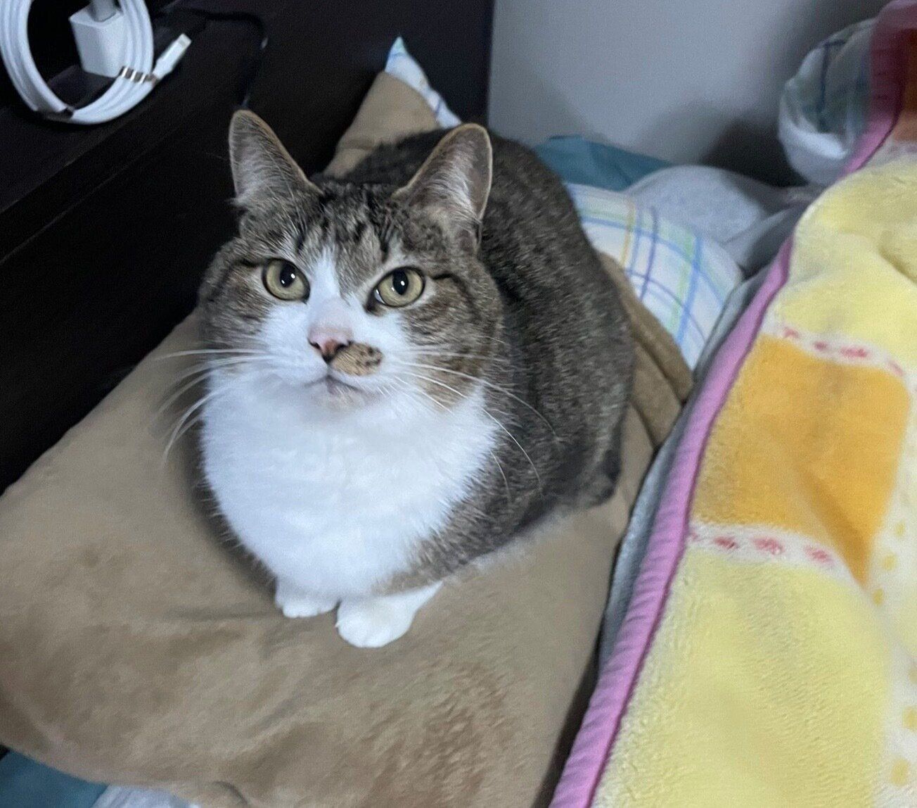 飼い主さんの枕を奪うちいまくん