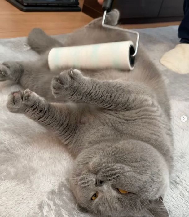 コロコロされるのが好きなあおくん