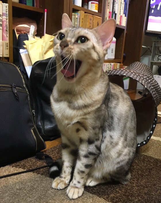 鳴いているベンガル