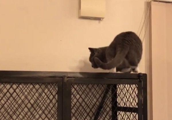 ボルダリングをする猫