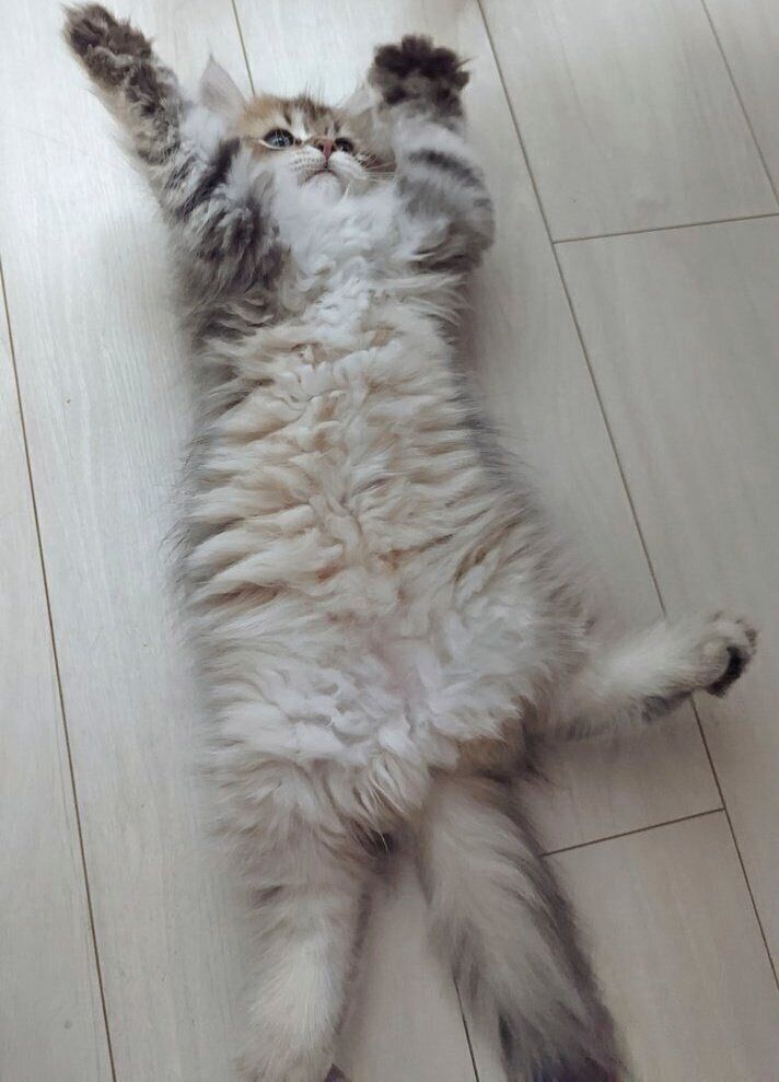 ヘソ天ポーズをするちまきちゃん