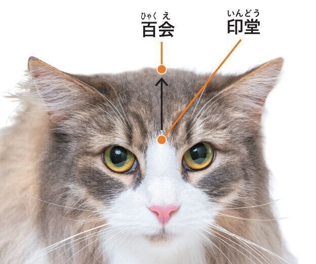 元気度がアップするツボ