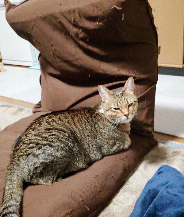 飼い主さんの座椅子でくつろぐもなちゃん