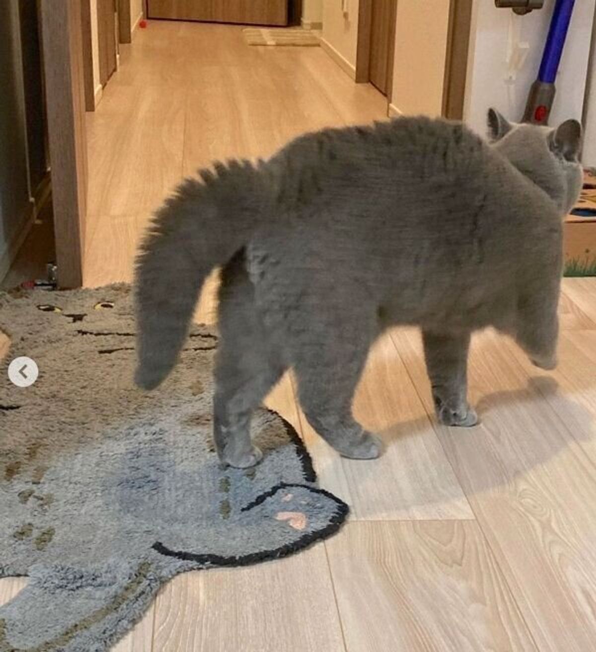 おこりんぼたぬきステップ で近づいてくる猫 飼い主さんと遊びたくてアピールする姿が可愛い ねこのきもちweb Magazine おこりんぼたぬきステップ で近づいてくる猫 飼い主さんと遊びたくてアピールする姿が可愛い ねこのきもちweb Magazine