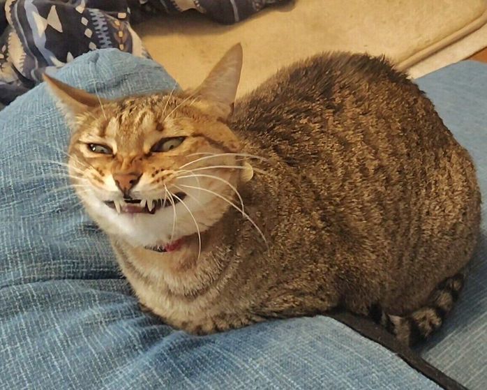 もなちゃん