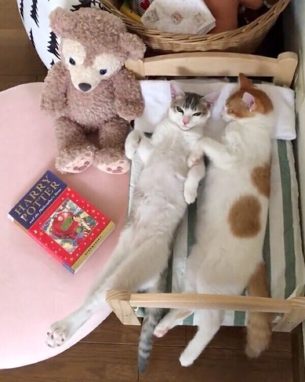 ベッドで仲良く眠るアメリちゃん、カヌレくん