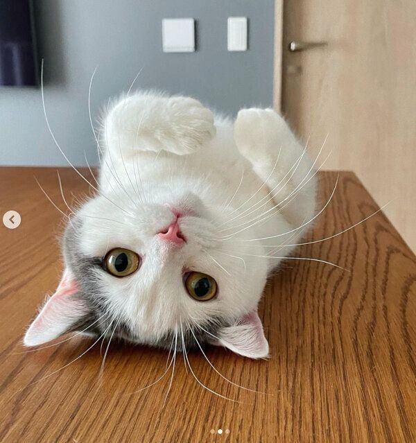 寝転がるフクちゃん