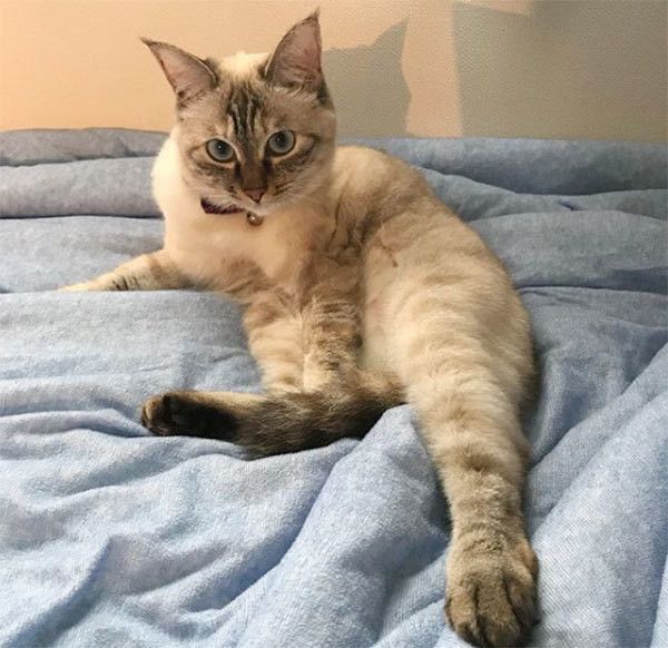 見つめるシャム猫