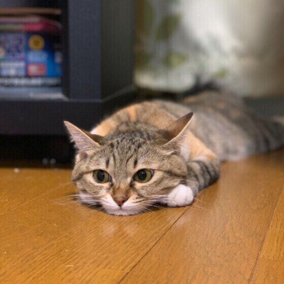 寝そべる猫