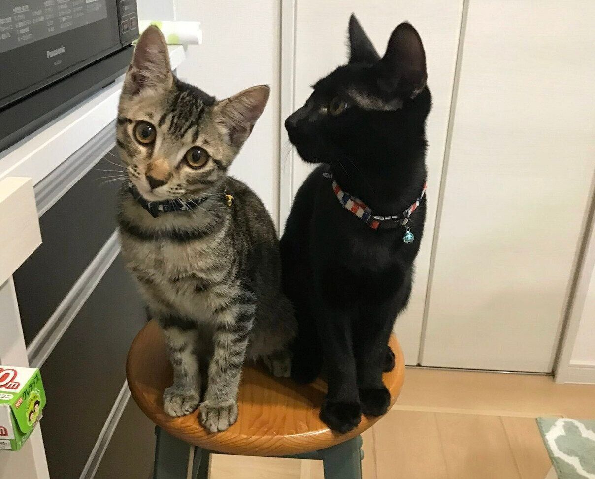 一緒に暮らすネーロくん