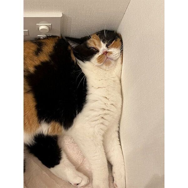 むぎゅっとなるおあげちゃん