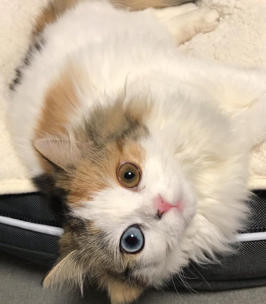 ミヌエットのまるちゃん