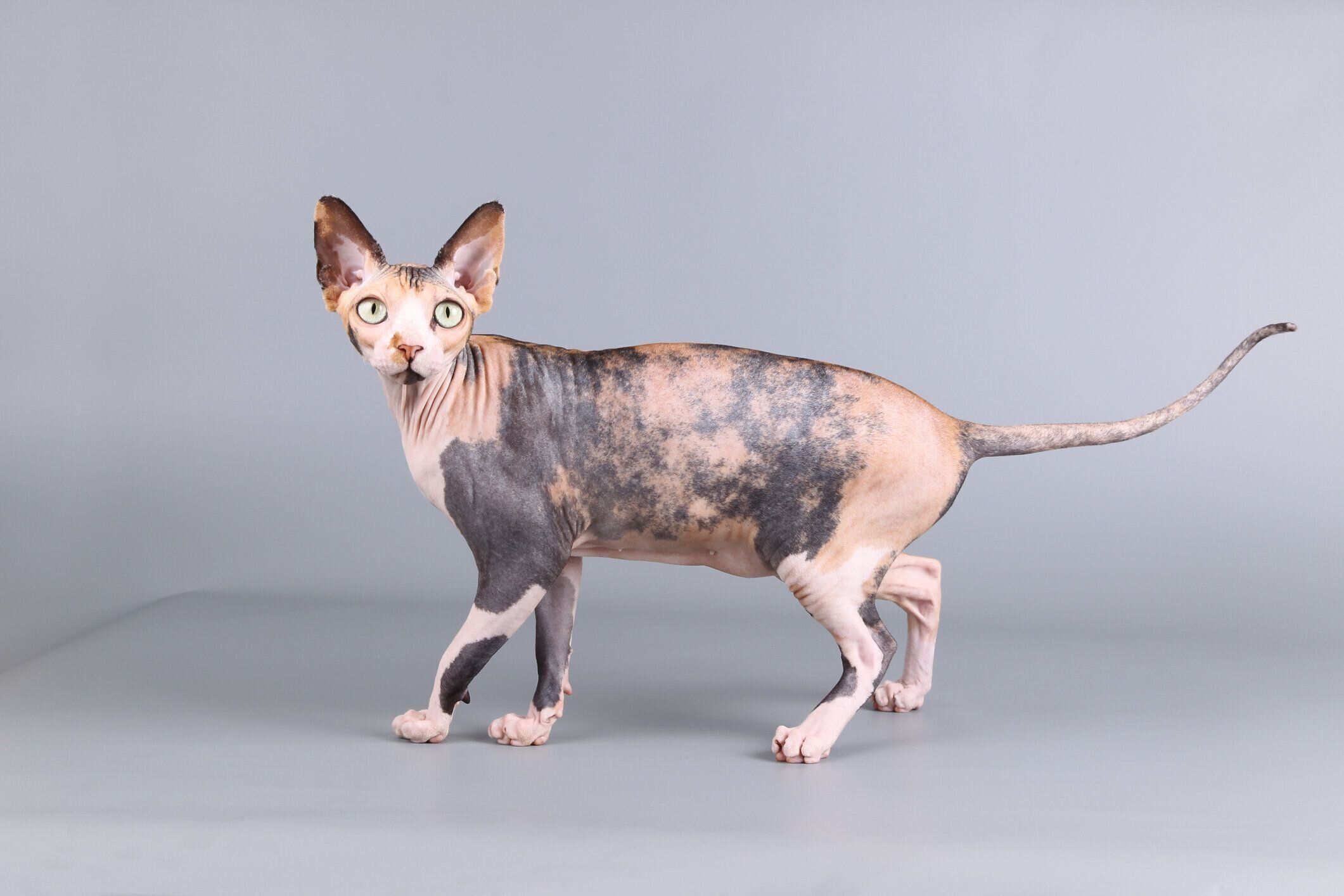 スフィンクスの特徴と飼い方 可愛い画像いっぱい ねこのきもち 猫図鑑 ねこのきもちweb Magazine