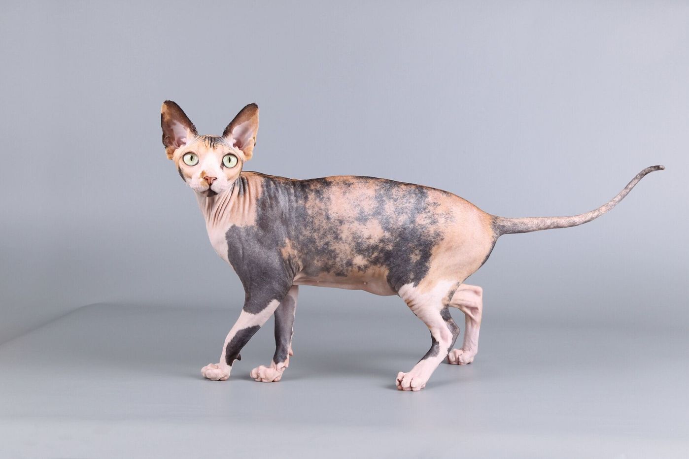 スフィンクスの特徴と飼い方 可愛い画像いっぱい ねこのきもち 猫図鑑 ねこのきもちweb Magazine スフィンクスの特徴と飼い方 可愛い画像いっぱい ねこのきもち 猫図鑑 ねこのきもちweb Magazine