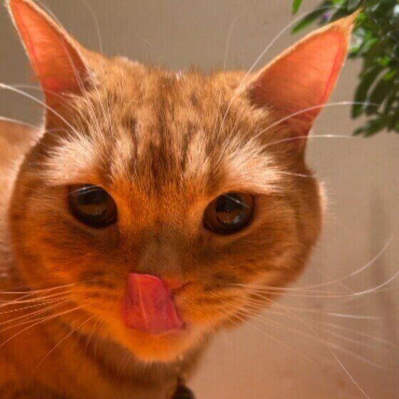 スコティッシュフォールドのこむぎ。くん