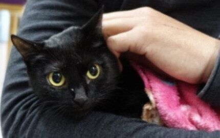 写真提供／小笠原ネコプロジェクト