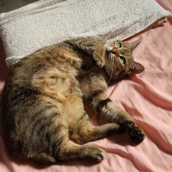 キジトラMIXのももちゃんの日向ぼっこ