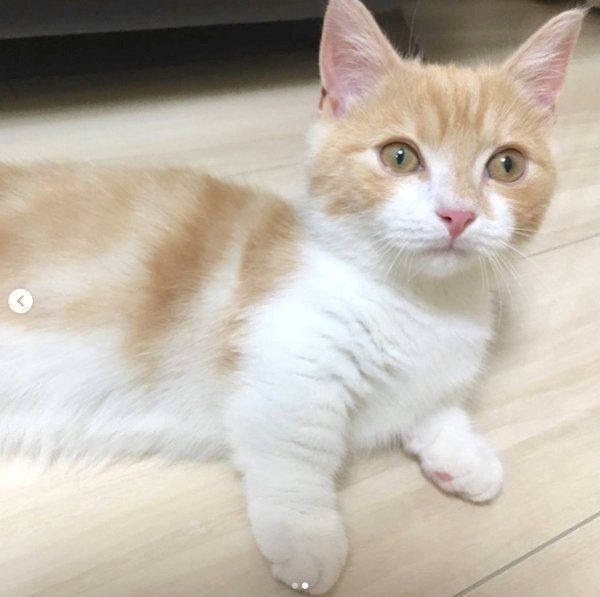 寝転がるミヌエット