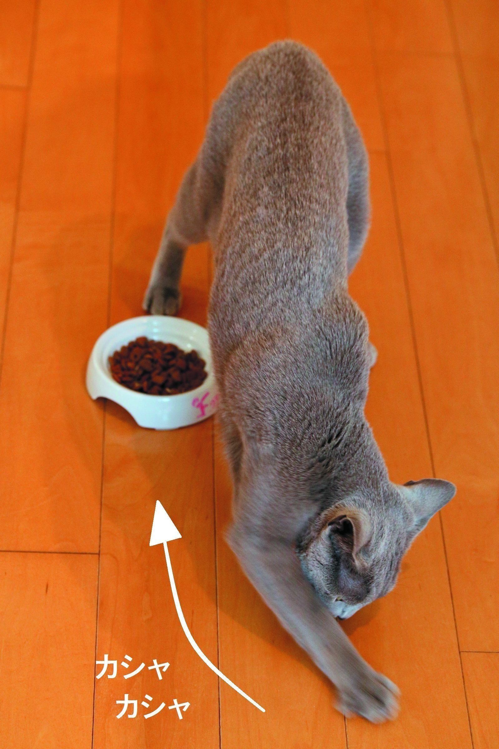 画像／ねこのきもち2019年８月号『猫よ、すんのかい　せんのかい　せーへんのかいっ！』