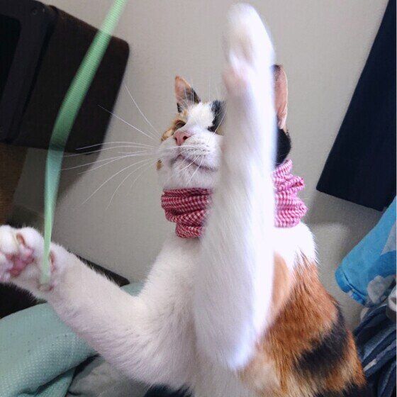 MIXミケのあやめちゃん