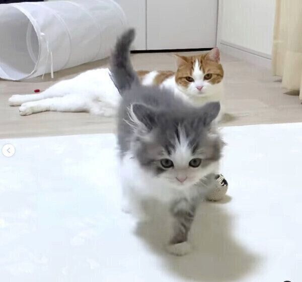 はなちゃんと新入り子猫・さっくん