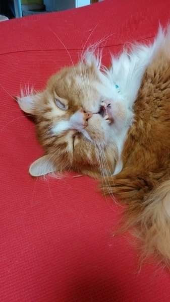 ノルウェージアンフォレストキャット・オレオくん