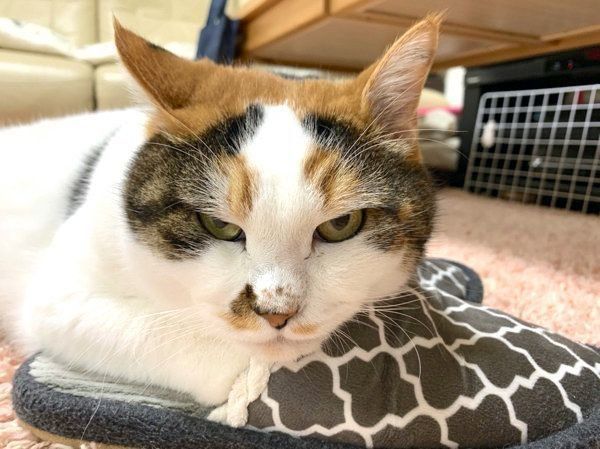 スリッパにお手てを入れるサクラちゃん