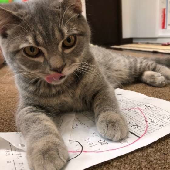 舌を出すスコティッシュフォールド