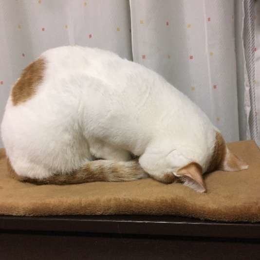 ミクちゃん  MIX　茶×白