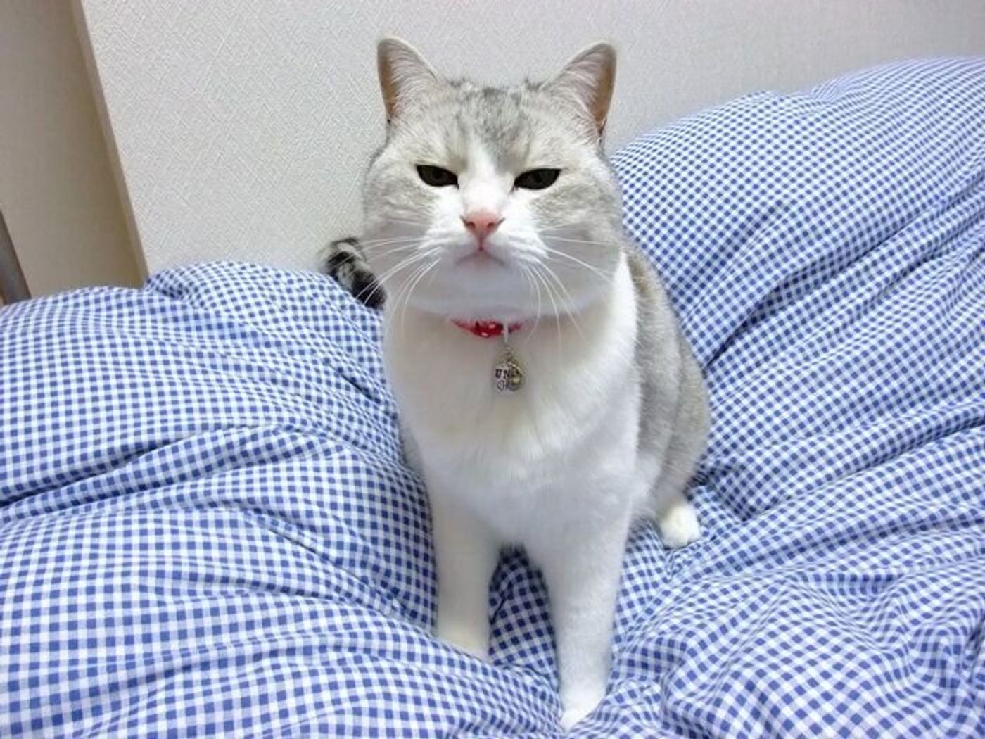猫と一緒に眠る って意外と気をつかう 本日もねこ晴れなり Vol 287 ねこのきもちweb Magazine 猫と一緒に眠る って意外と気をつかう 本日もねこ晴れなり Vol 287 ねこのきもちweb Magazine