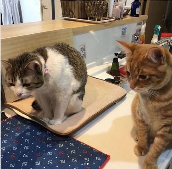 食べ物を見つめるニャンコ