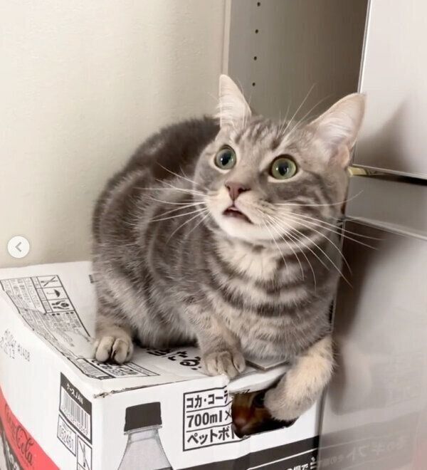 サクくんを閉じ込めるヨルくん