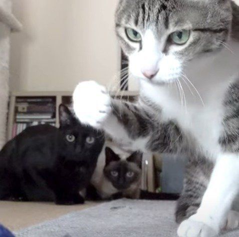 おもちゃで遊ぶ猫たち