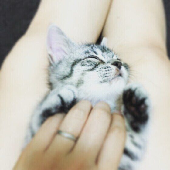 スコティッシュフォールドのミュウちゃん