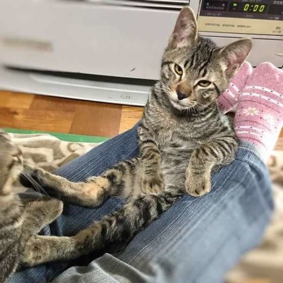 注射後のキジトラのレトくん