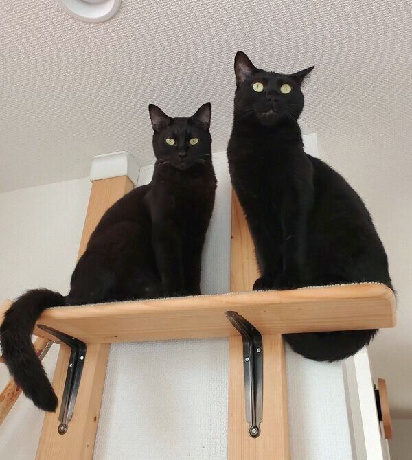 仲良しなチックくんとタックくん