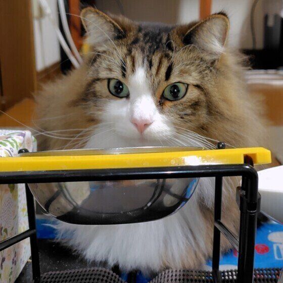 ご飯を待つサイベリアン