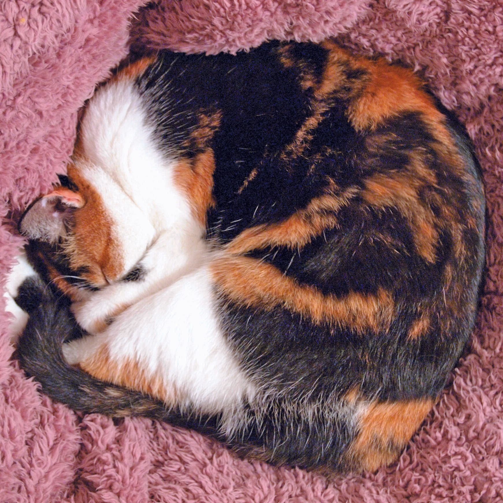 写真／ねこのきもち2019年4月号「We Love ニャンポーズ」