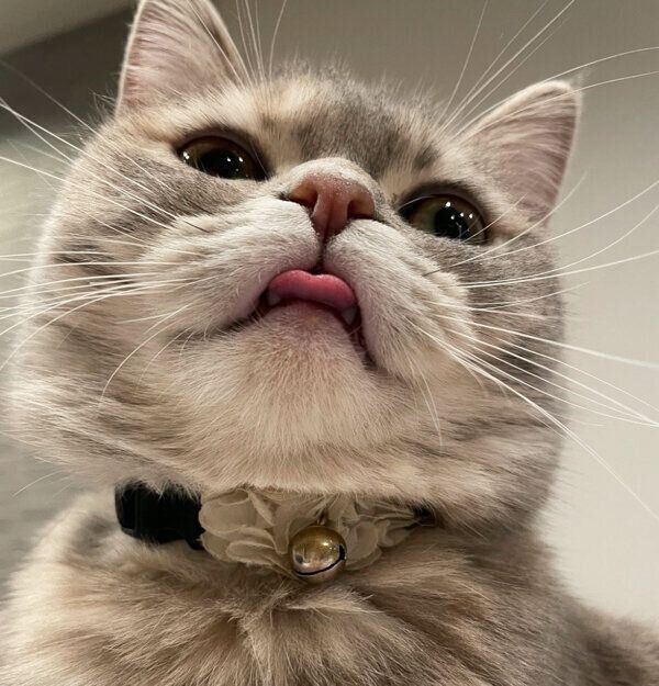 舌を出すおんぷちゃん