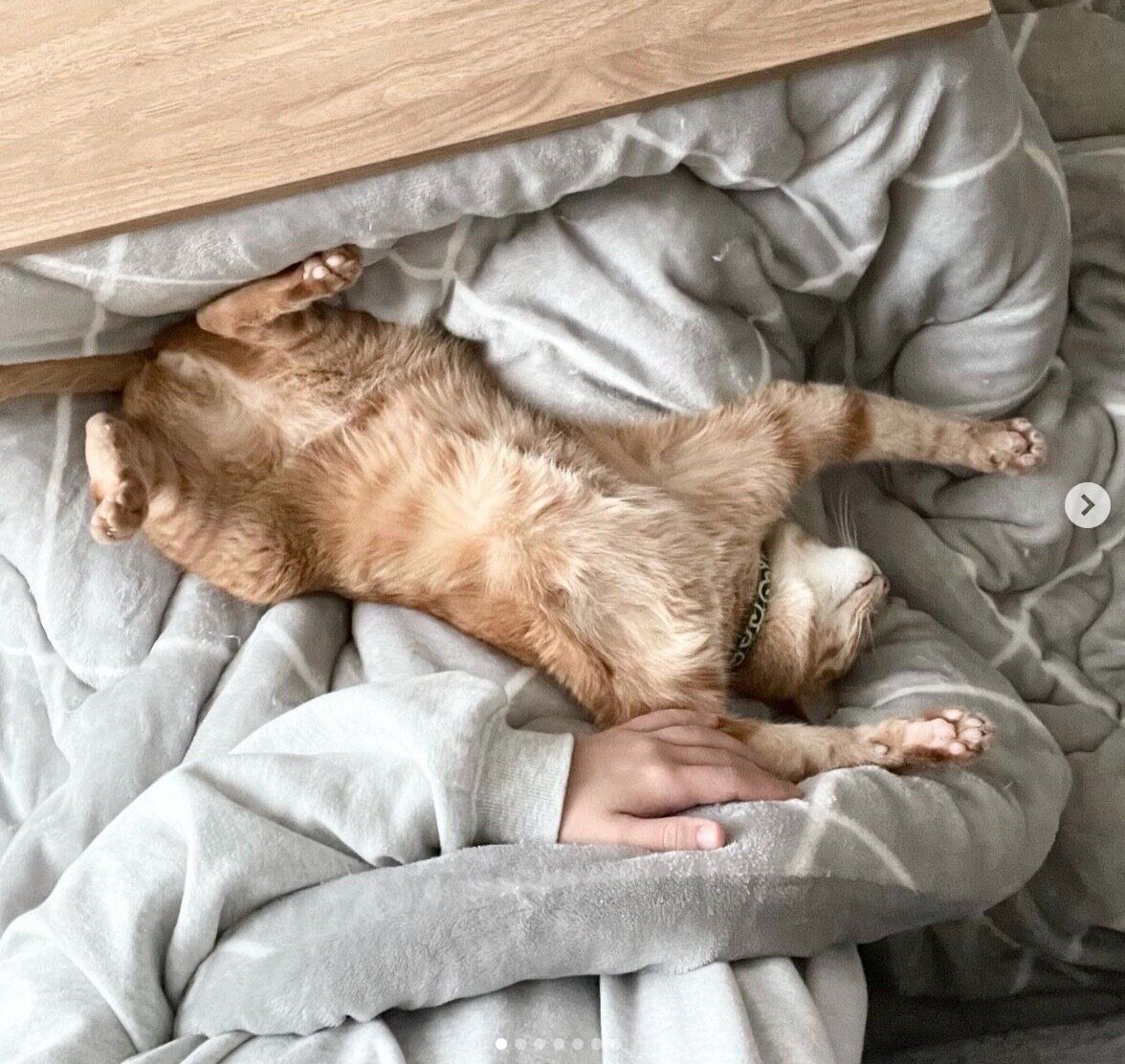 飼い主さんの膝の上でくつろぐうにくん