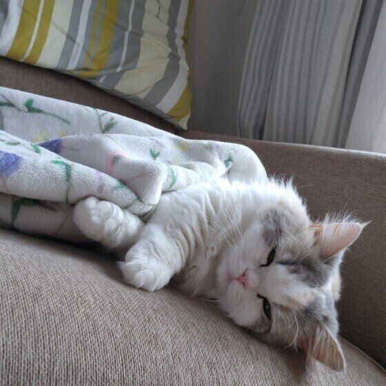 ミヌエットのラテちゃん