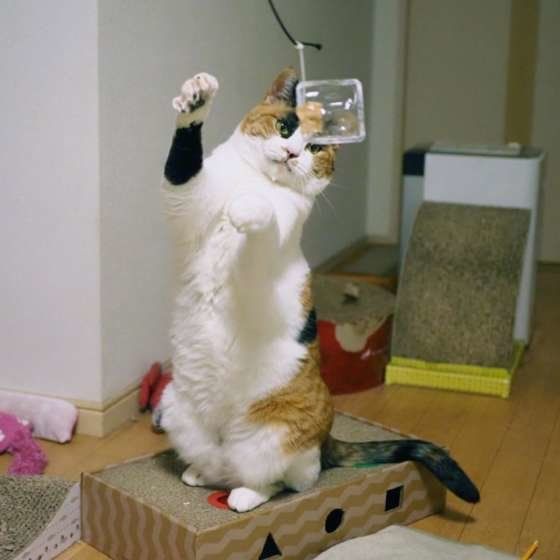 ミケのルビーちゃん