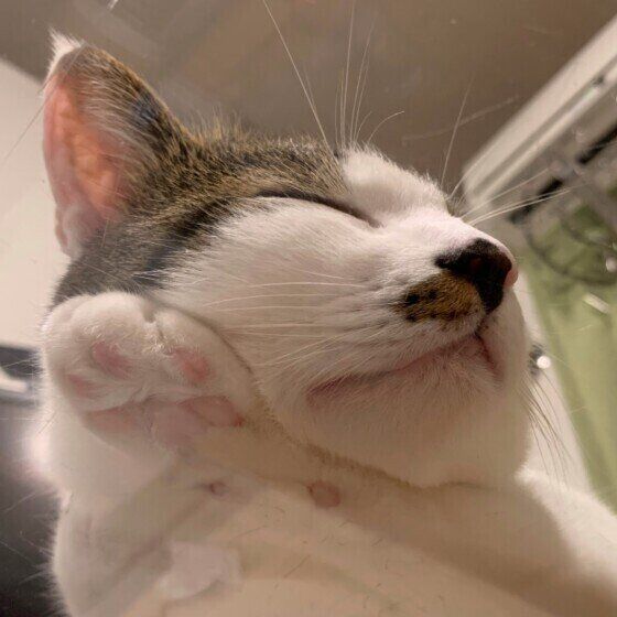 自分の手にあごをのせて眠る猫（オス）