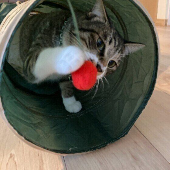 十（てん）くん（MIX）