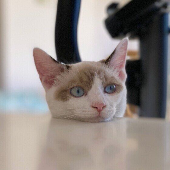 人のごはんを見るなでしこちゃん（MIX）