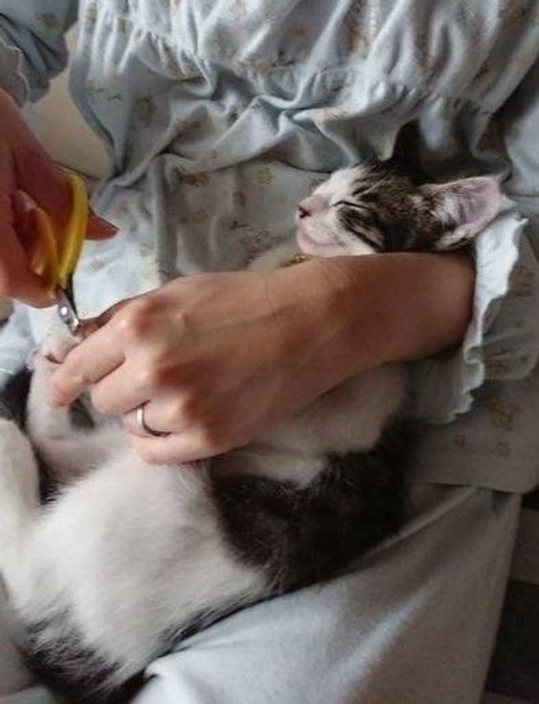 ブラッシングや爪切りをしながらスキンシップ 人好き猫に育てる方法 ねこのきもちweb Magazine ブラッシングや爪切りをしながらスキンシップ 人好き猫に育てる方法 ねこのきもちweb Magazine